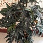 Begonia aconitifolia List