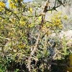 Cytisus galianoi Ekosanga