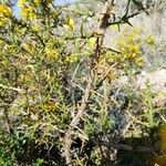 Cytisus galianoi Bark