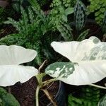 Syngonium podophyllum পাতা