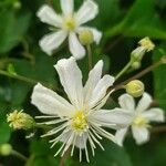 Clematis virginiana Flor