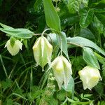 Calochortus albus Flower