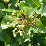 Viburnum nudum Owoc