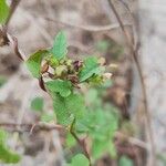 Merremia hederacea Habit