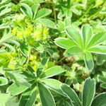 Alchemilla plicata Blad