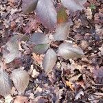 Rubus macrophyllus Blad