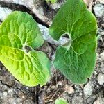 Asarum canadense Liść