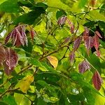 Archidendron jiringa Leaf