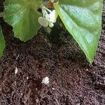 Begonia hirtella Bloem