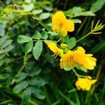 Senna occidentalis Fleur