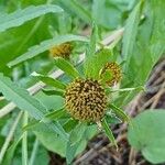 Bidens radiata Blomst