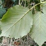 Rubus winteri Blad