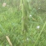 Crotalaria lanceolata 葉