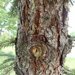 Picea pungens Bark