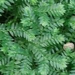 Selaginella stenophylla Лист