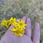 Senecio madagascariensis Flor