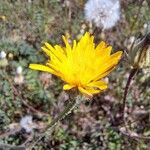 Crepis foetida Fula