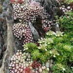 Sempervivum arachnoideum Συνήθη χαρακτηριστικά