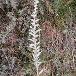 Echium italicum Fruct