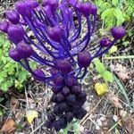 Muscari matritense Кветка