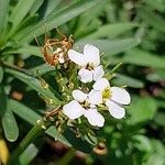 Iberis carnosa Flor