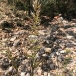 Trisetum paniceum 花