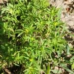 Pectis prostrata Hoja