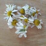 Tanacetum corymbosum花