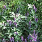 Vicia cracca অভ্যাস