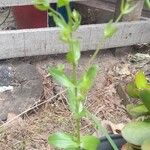 Centaurium erythraea Leaf