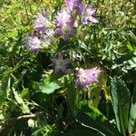Gentianella austriaca 花