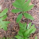 Onoclea sensibilis Leaf