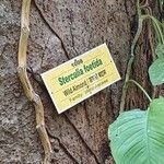 Sterculia foetida (Bark)