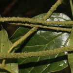 Piper multiplinervium Fruit