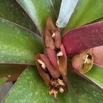 Tradescantia spathacea Цвят