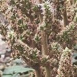 Astilbe rubra Fruit