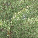 Pyrus spinosa 葉