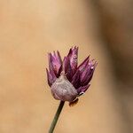Allium junceum ফুল