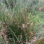 Juncus effususBlatt