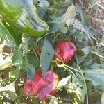 Capsicum annuum Plod