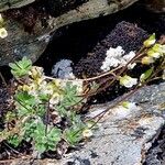 Draba dubia Hábito