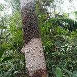 Humiria balsamifera Corteza