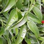 Danae racemosa Frunză