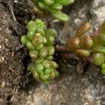 Sedum alpestre Blad