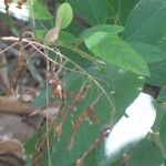 Desmodium tortuosum Yaprak