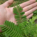 Sesbania herbacea Leaf