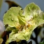 Helleborus viridis പുഷ്പം