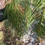 Picea smithiana Leaf