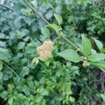 Pisonia aculeata Flower