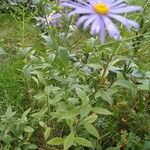 Aster amellus Blad